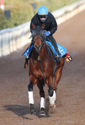 オオバンブルマイ右前浅屈腱炎が判明　全治1年以上の見込み