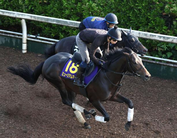 【日本ダービー】2冠を目指すミュージアムマイルは坂路で抜群の気配　高柳大調教師「併せ馬でやる気を残すように」