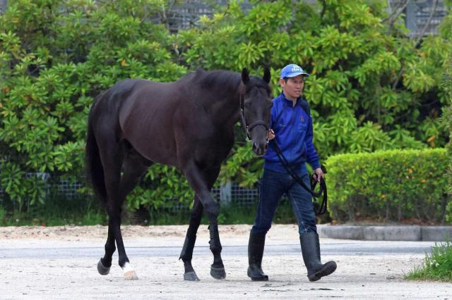 【日本ダービー】(13)クロワデュノール　第一感よかった　斉藤崇師「あとは北村さんに任せます」