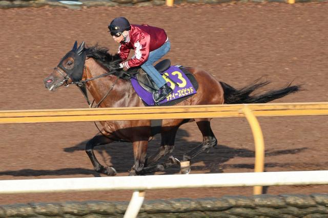 【安田記念】ダディーズビビッド　7歳も活気十分　千田師「年齢を感じさせないね」