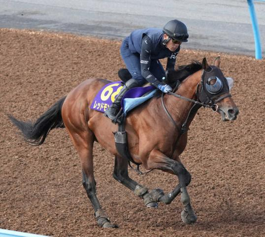 【安田記念】レッドモンレーヴ　Wで手応え抜群1F11秒9　蛯名正師「いい動きでした」