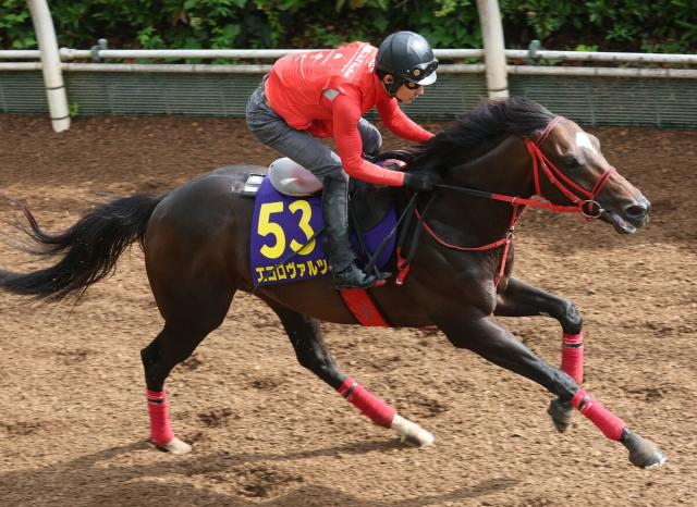 【安田記念】エコロヴァルツは4枠8番の絶好枠　牧浦調教師「内すぎずいいところ」