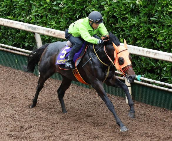 【宝塚記念】ショウナンラプンタ　坂路4F54秒8もパワフルな脚さばき「順調に仕上がった」
