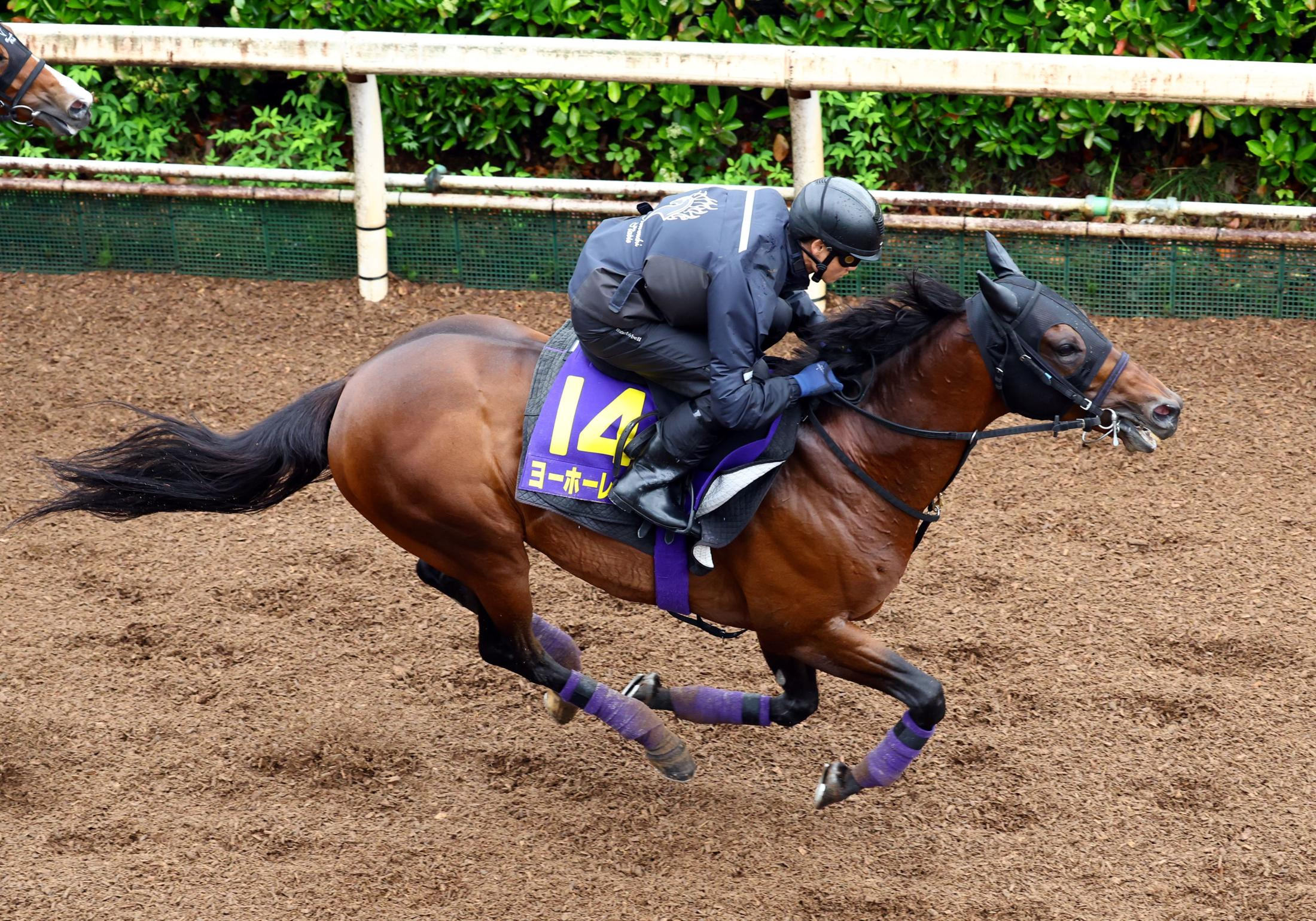 【宝塚記念】ヨーホーレイク　脚元は大丈夫　友道師は重馬場を歓迎「パワーがあるので、少ししぶった方がいい」