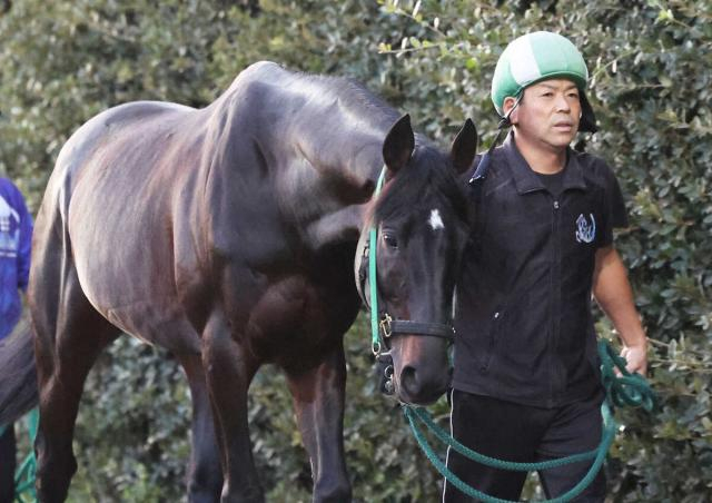 芝中長距離で重賞2着4回の9歳馬マイネルウィルトスが安楽死…疝痛再発から腸炎発症で容体が悪化