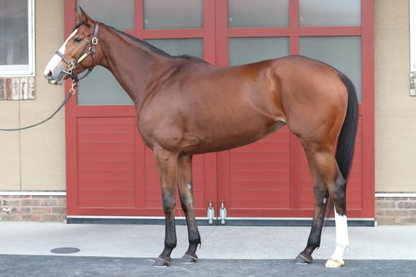 【しらさぎS予想】チェルヴィニアほか有力馬の馬体をチェック！