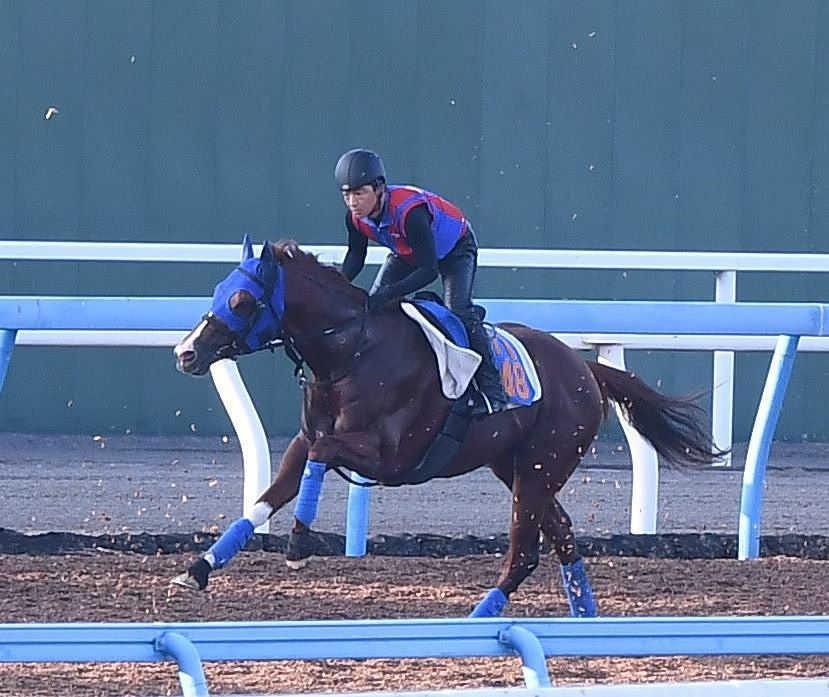 【しらさぎＳ】ダイシンヤマト　心身ともに充実期　堅実な末脚に力強さと安定感増す　戸田師「競馬の“型”できてきた」