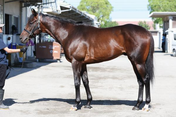 【ラジオNIKKEI賞予想】トレサフィールほか有力馬の馬体をチェック！