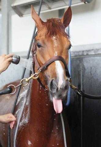 【北九州記念】充実一途のアブキールベイが重賞連勝へ　坂口調教師「芯が入ってきた感じがある」