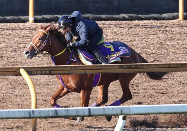 【大沼S】テーオードレフォン　昨年以上を期待　梅田師「昨年より力を付けている」