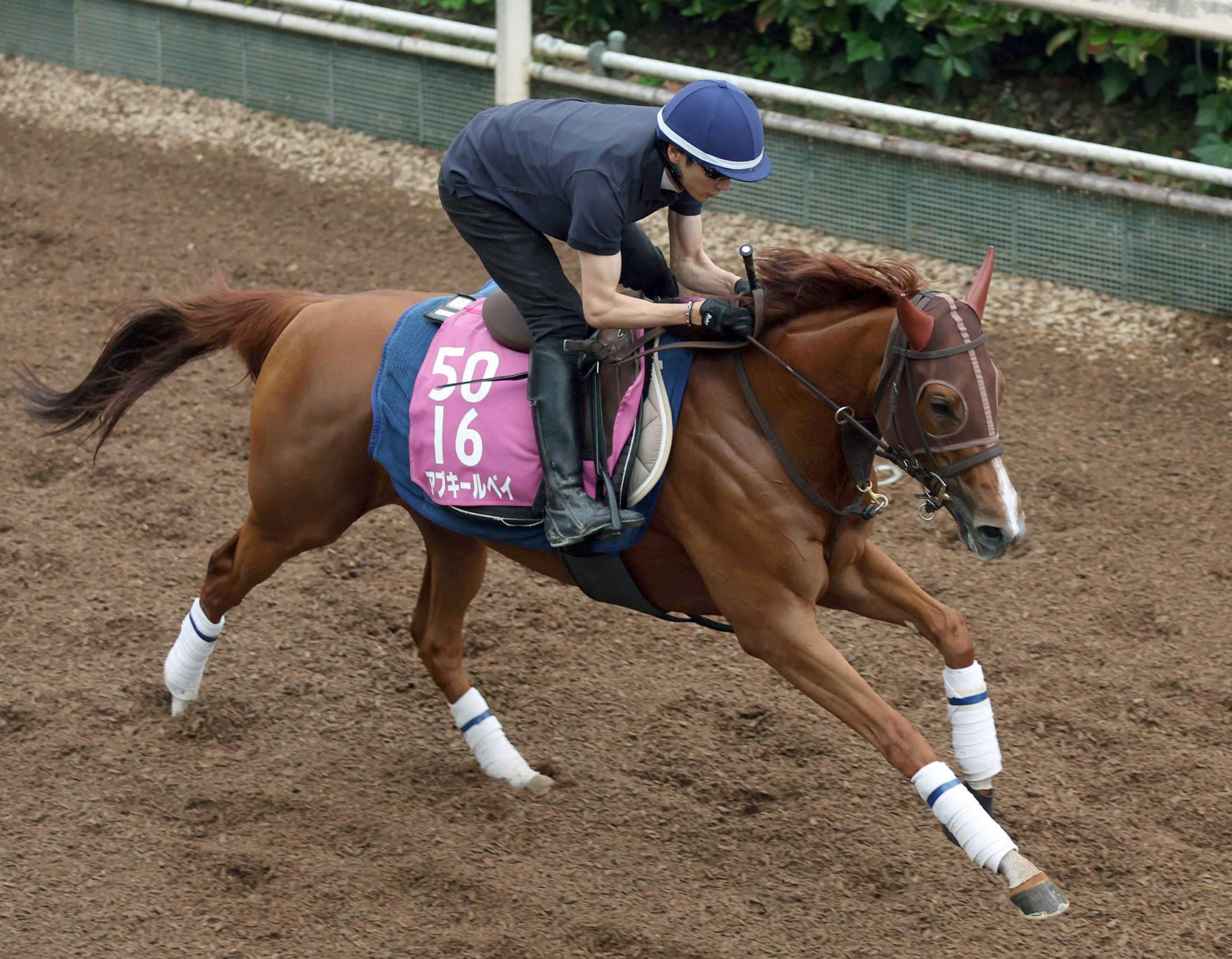 【北九州記念】アブキールベイ好調維持　軽やか登坂　坂口師「時計的にも十分」納得の仕上がり