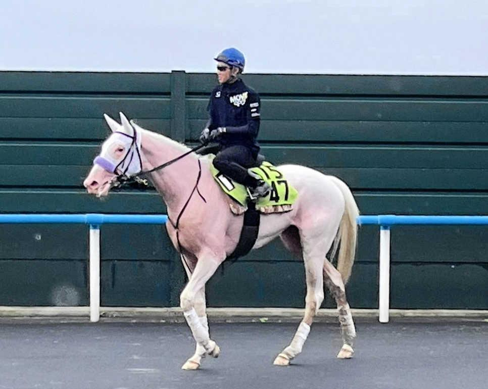 白毛馬マルガ　武豊と初コンタクト　Ｇ１・３勝馬ソダシ半妹が１２日函館で初陣