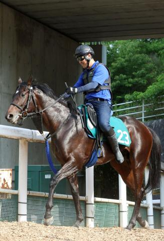 【POG】好調な新種牡馬インディチャンプ産駒のブレナヴォン　兄バハルダールと同じ池江厩舎から6日デビュー