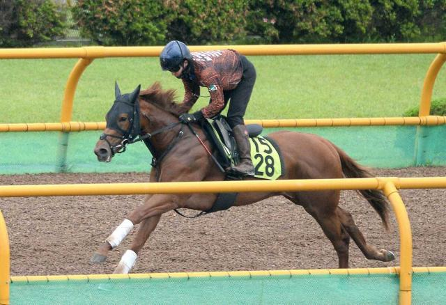 【函館2歳S】トウカイマシェリ好感触　軽快に1F13秒0「想定通り」