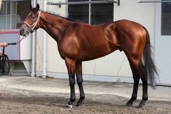【関屋記念予想】ボンドガールほか有力馬の馬体をチェック！