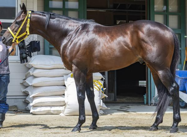 【東海S予想】ビダーヤほか有力馬の馬体をチェック！