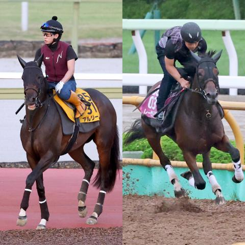 【クイーンS】“キング姐さん”騎乗のレーゼドラマと母子制覇かかるアルジーヌが前日単勝1番人気