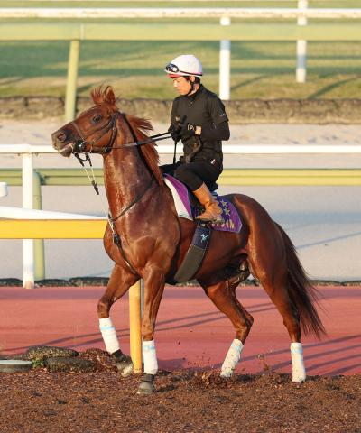 【注目馬動向】ダノンデサイルが国内最終追いでシャープな動き　英G1・インターナショナルSに挑戦