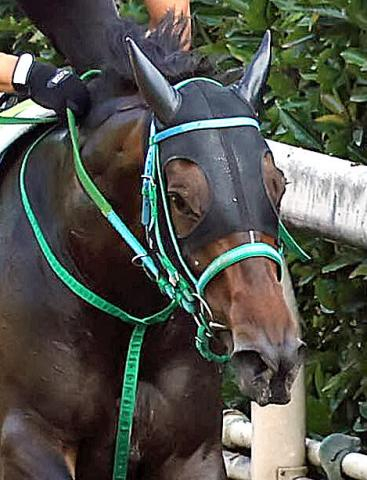【中京3R・2歳新馬】ルヴァンスレーヴ産駒のラエトゥスが頭差制しデビュー星　松山弘平騎手「強い競馬をしてくれました」