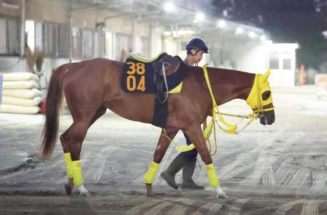 【レパードS】2連勝中のルグランヴァンは坂路を単走　高木調教師「ここでもやれると思う」