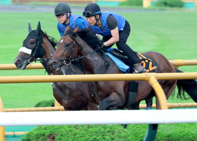 【注目馬動向】ステレンボッシュが札幌記念で池添謙一騎手と初コンビ