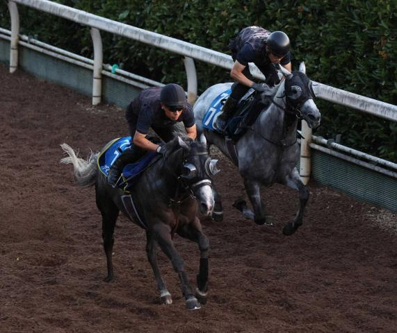 【CBC賞】ヤマニンアルリフラ上昇気流　坂路併せ馬ラスト1F11秒7「動きや反応が良くなった」