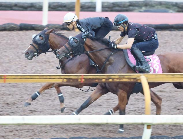 【新潟2歳S1週前】良血馬フェスティバルヒルが石橋脩騎手を背に好反応　四位調教師「すごく穏やかに走ってくれている」