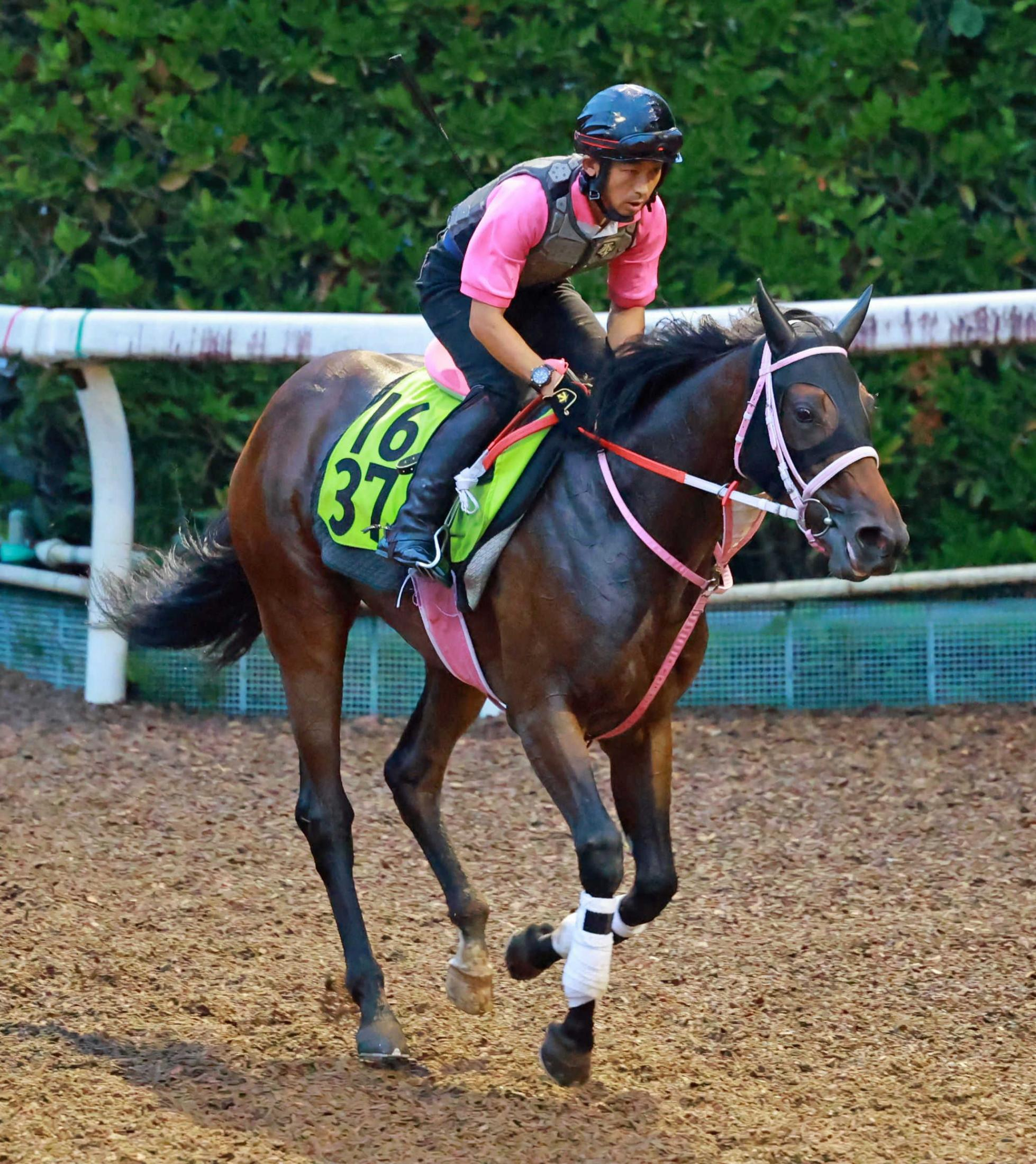 【新馬戦】母はＧ１馬　ジーティービキニ、年長馬に先着　松下師も期待大「どれだけ動けるか」