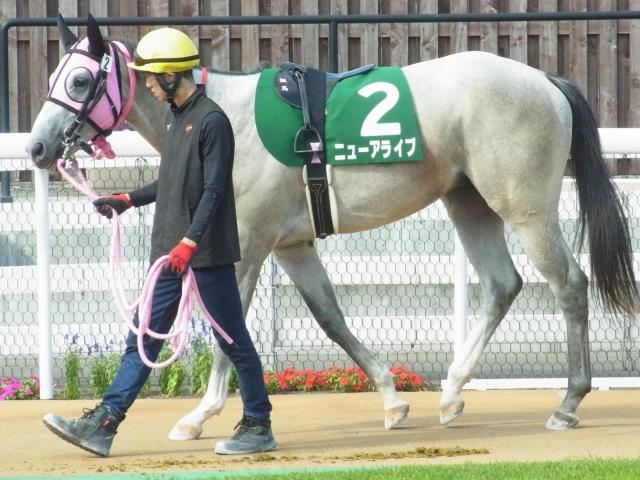 札幌芝はサドラーズウェルズ系に要注意 コスモス賞はニューアライブが波乱呼ぶか
