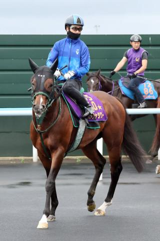 【キーンランドC】G1馬パンジャタワーは札幌移動後も順調　陣営「先週しっかりとやって変わってきている」