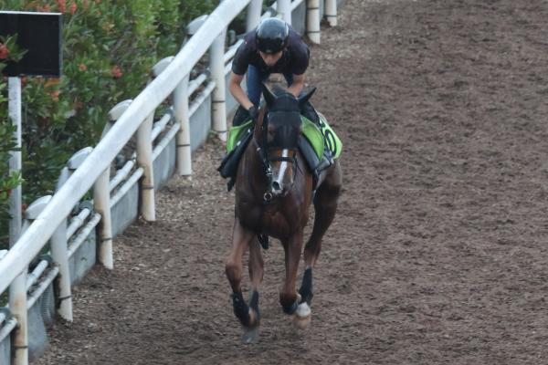 【キーンランドC・新潟2歳S予想】NHKマイルC覇者パンジャタワーが始動！ 難解な重賞に出走する有力馬たちの調教内容をジャッジ