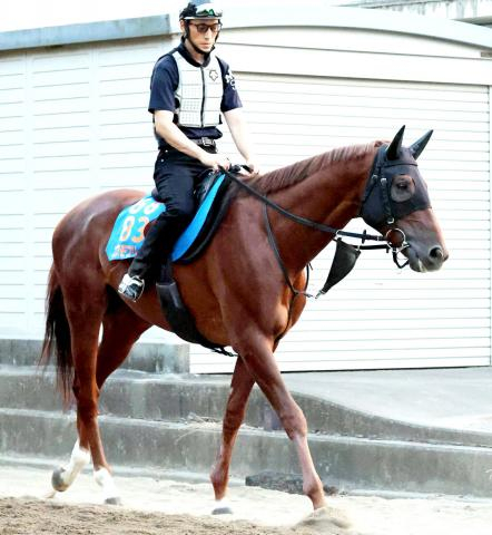【新潟記念・イシゴーの特注馬】充実期迎えたコスモフリーゲン　柴田大知騎手「しっかりと上がってきた」