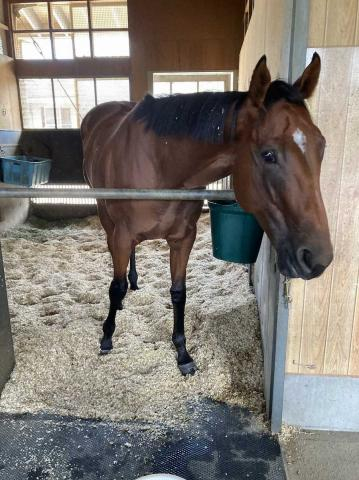 【中京2歳S】マイケルバローズ　連勝で重賞Vへ!ロードカナロア産駒らしい筋肉魅力