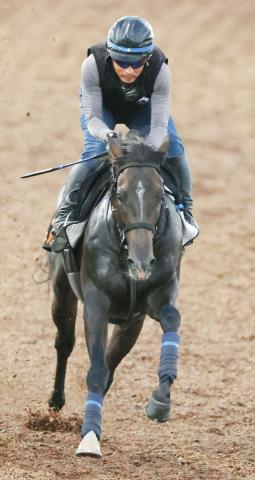 【新潟記念】前日の単勝1番人気はエネルジコの3・4倍　10倍以下のほか3頭はすべて牝馬