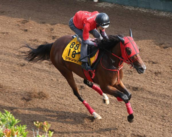 【新潟記念】シランケド　大外から突き抜けて重賞2勝目　クイーンズウォークは競走除外