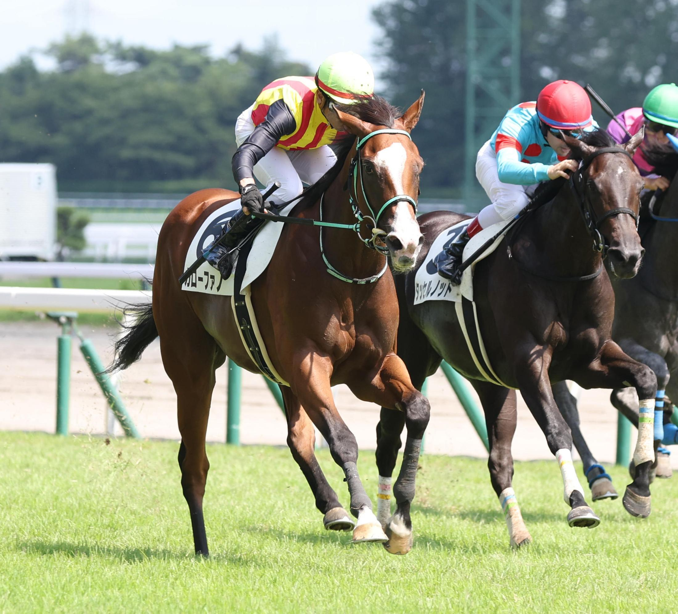 【新馬戦】ガローファノ　振り切って１番人気応えた　黒岩師は成長に期待「まだ芯が入っていない」