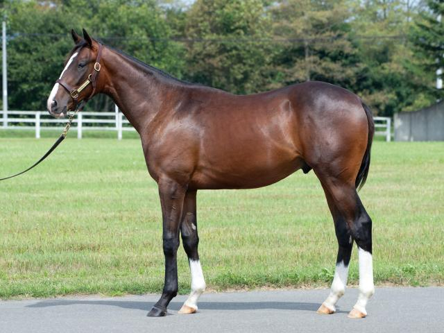 インゼルTCが25年度の募集馬発表 スマートレイアーの仔など多彩な顔ぶれ