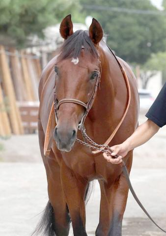 【セントライト記念】3連勝中のサクラファレルはますます快調ムード　堀調教師「心身のまとまったいい状態」