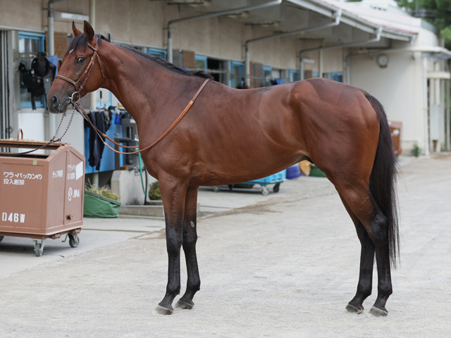 【セントライト記念予想】ミュージアムマイルほか有力馬の馬体をチェック！