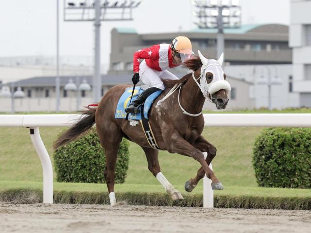 【川崎・若武者賞枠順】無傷3連勝中のスマトラフレイバーは1枠1番、川崎で2連勝中のクリムゾンプリンスは3枠3番