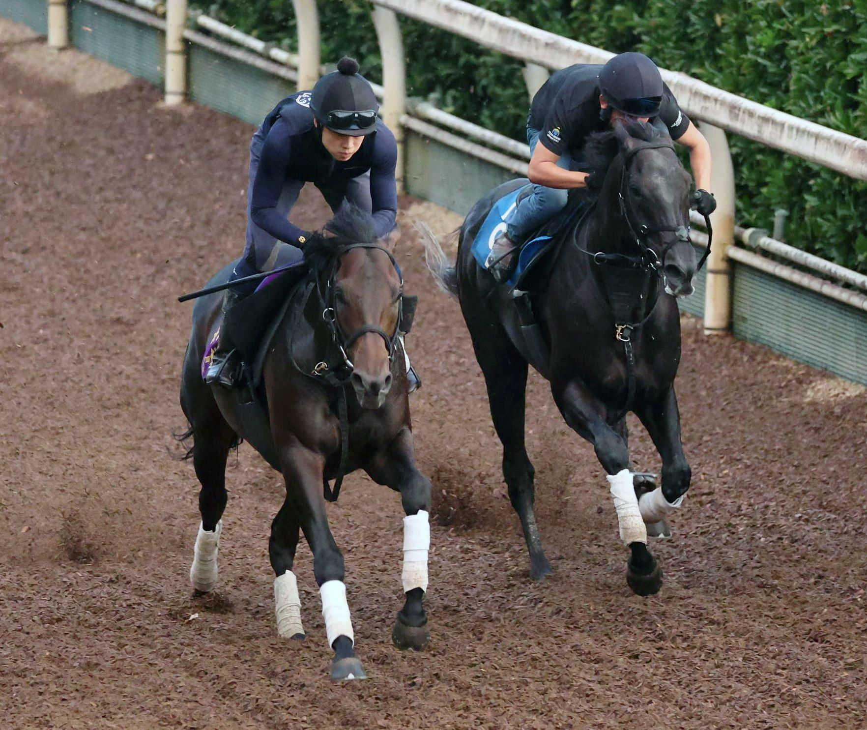 【セントライト記念】皐月賞馬ミュージアムマイル始動　栗東坂路で僚馬圧倒！半馬身先着　目標は秋盾！同世代相手に負けられない