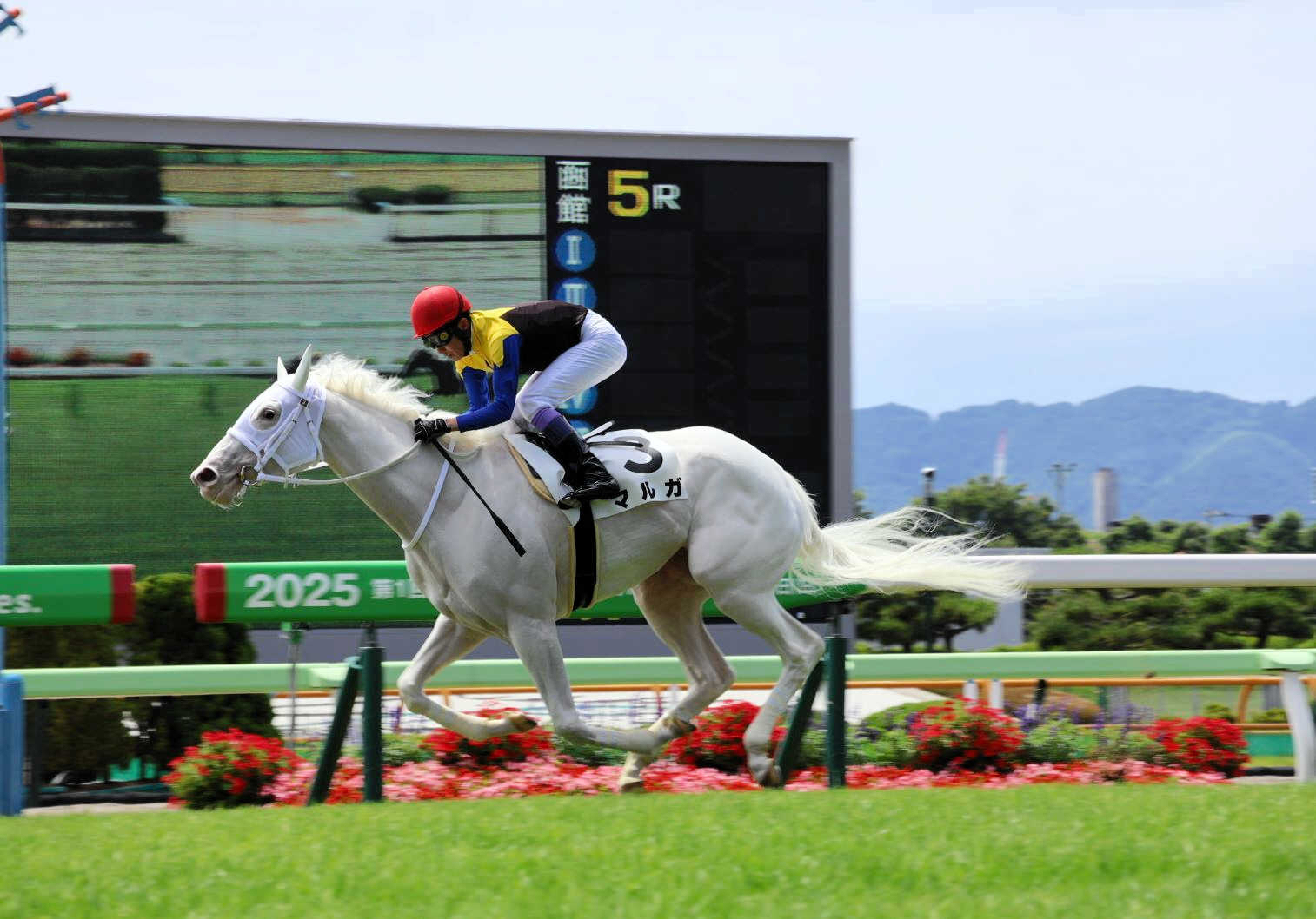白毛馬マルガは武豊とのコンビ継続でアルテミスＳへ