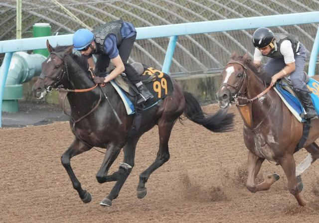 【セントライト記念】ファイアンクランツ　モレイラと人馬一体　折り合い不安解消