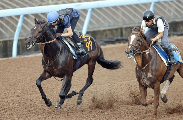 【セントライト記念】今年2度目の来日モレイラ騎手「メンタルが成長している」ファイアンクランツに好感触