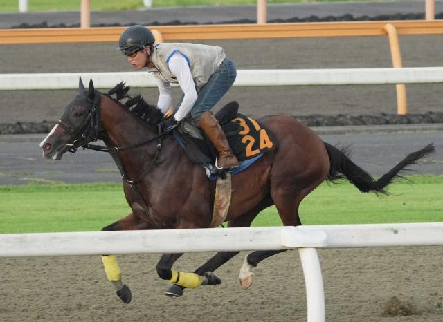 【セントライト記念】エーオーキング手応え十分　久保田師「だいぶ体つきもしっかりした