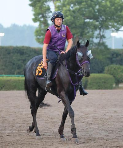 【セントライト記念】2戦2勝の舞台で重賞V狙うピックデムッシュ　鹿戸雄一調教師「体調はいい」