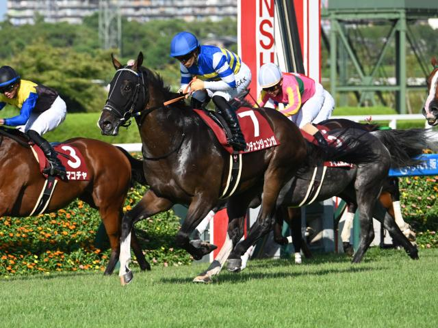 【有力馬動向】セントウルS覇者 カンチェンジュンガは坂井騎手でスプリンターズSへ/馬三郎のつぶやき