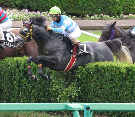 【清秋ジャンプS】フェーレンベルクが障害オープン2勝目　高田潤騎手は歴代単独8位となるJRA障害通算161勝