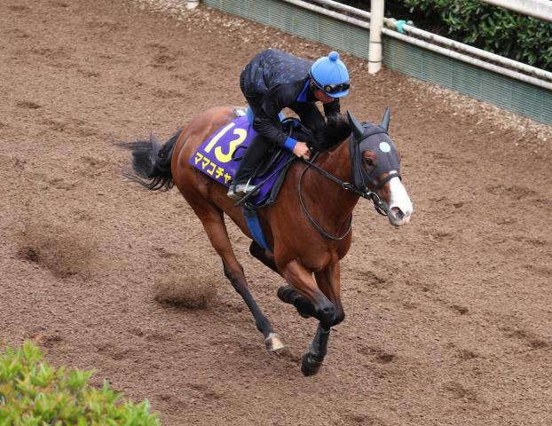【スプリンターズS】ママコチャ　行きっぷり良し4F52秒1　池江師「昨年よりいい感じ」