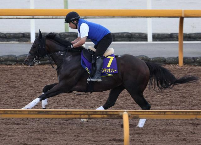 【スプリンターズS】ダノンマッキンリー　折り合い重視で藤原師納得「動き凄く良かった」